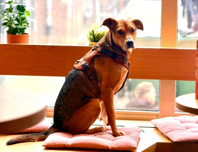 Gogo niet langer welkom in koffiezaakje bij UB in Groningen. ‘Nu zit -ie twee dagen per week alleen 